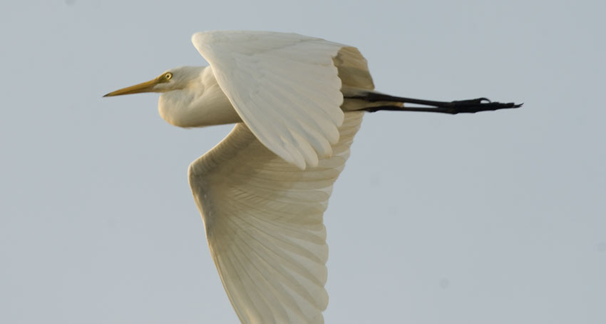 Pikkujallu-5635.jpg