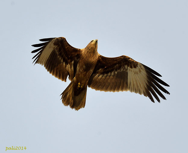 1401-Brami-9570.jpg