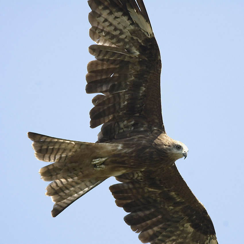 Haara-5676.jpg