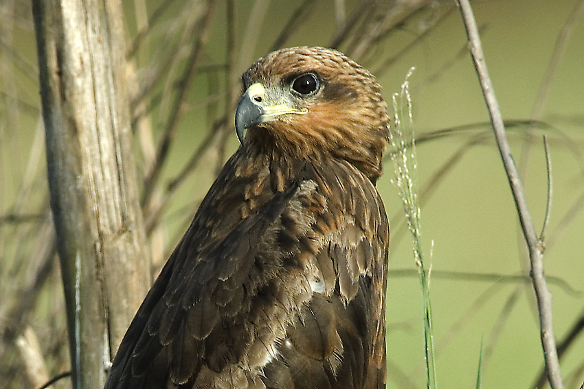Haara-7289.jpg