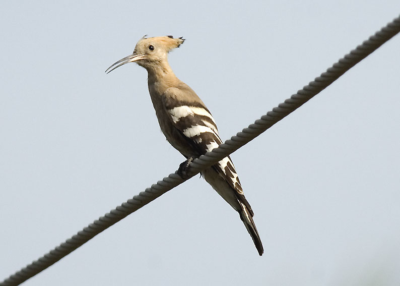 Harja-5719.jpg
