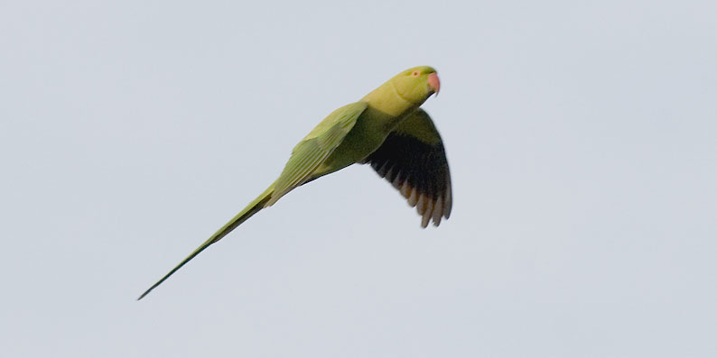 Parakeet-6158.jpg