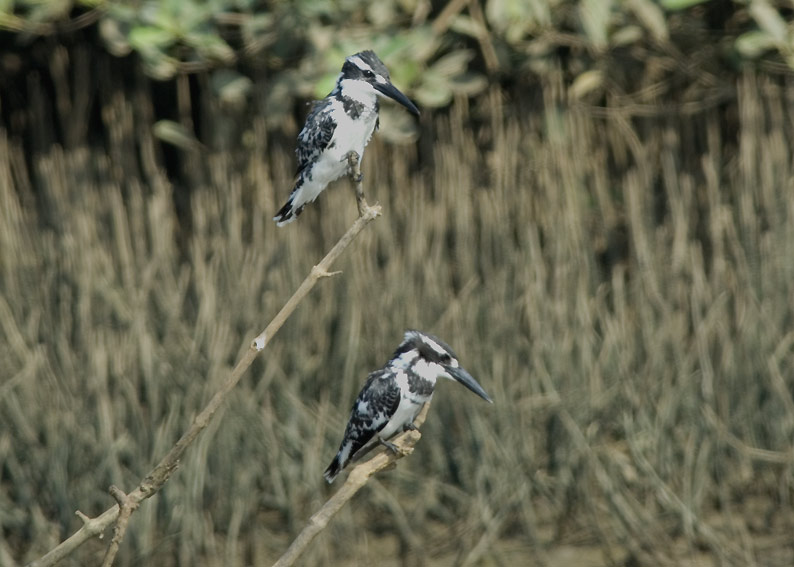 Kunkku-0121.jpg