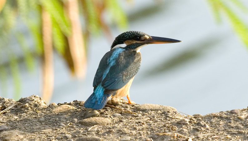 Kunkku-6228.jpg