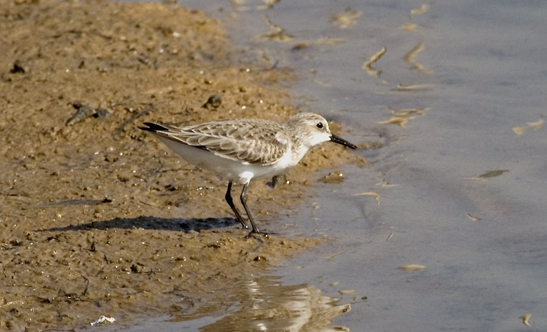 Pikkusirri-6511.jpg