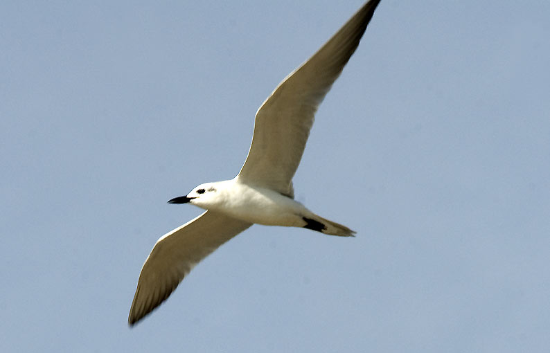 Riutta-7046.jpg