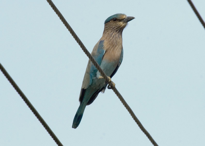 Roller-7085.jpg