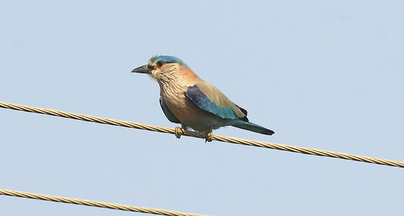 Roller-6546.jpg