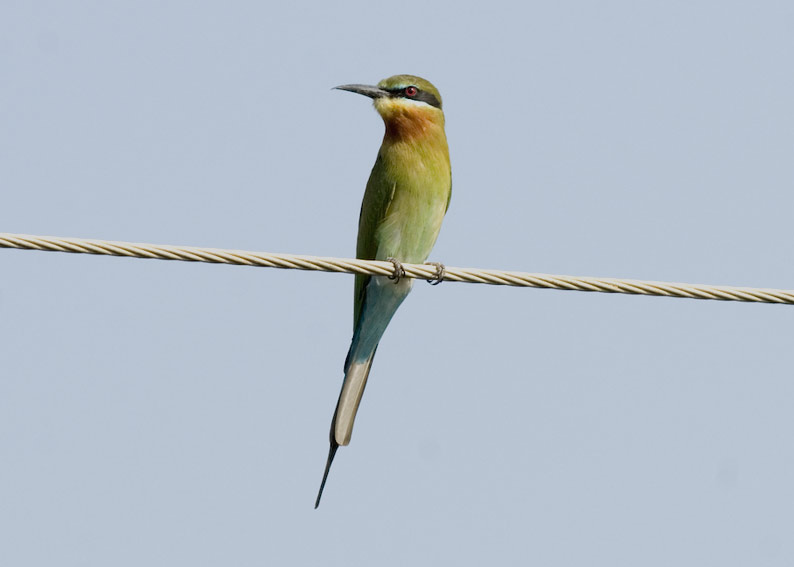 Safiiri-0045.jpg