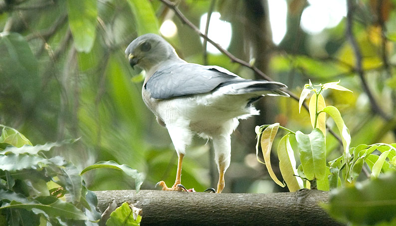 Shikra-7493.jpg