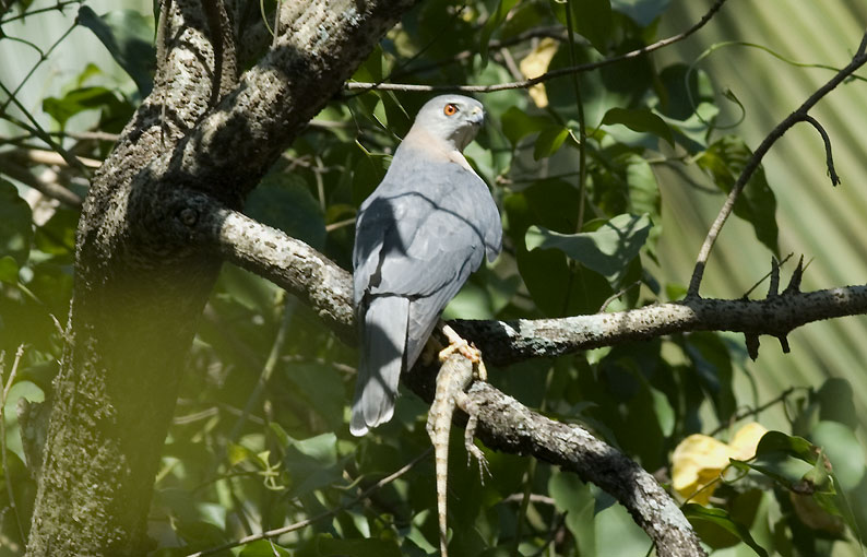 Shikra-6650.jpg