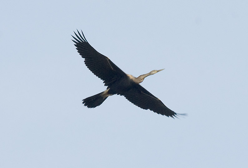 Darter-7229.jpg