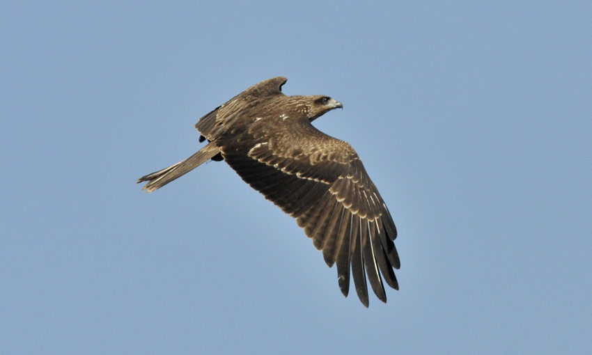 Black-8104.jpg