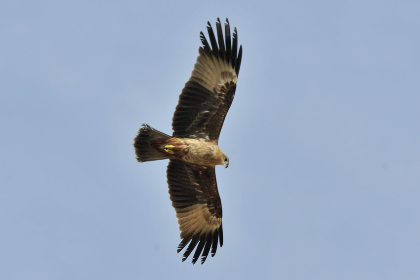 Brami-6407.jpg