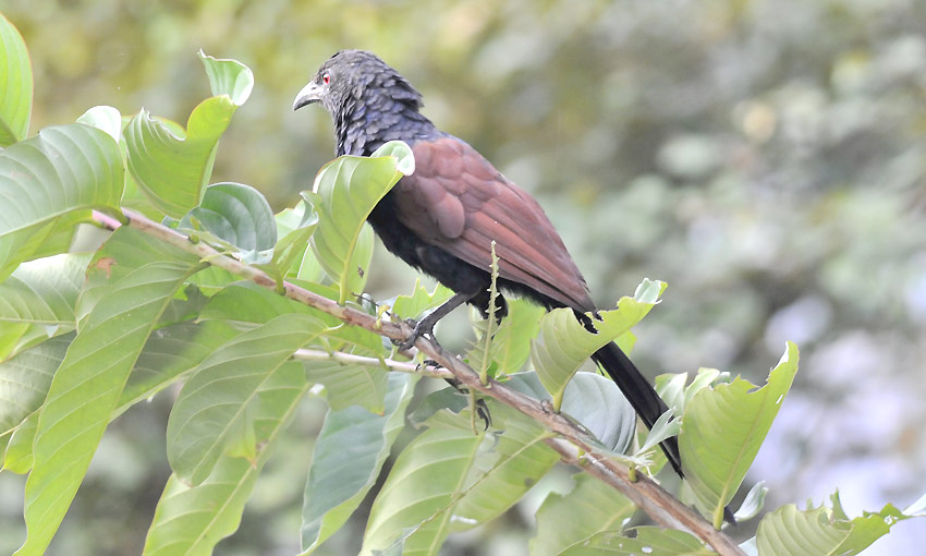 Kukaali-8071.jpg