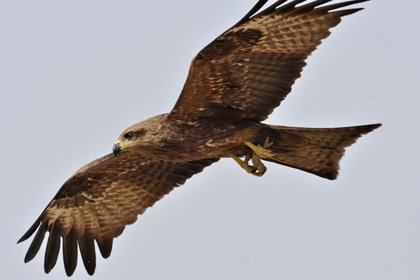 Haara-6345.jpg