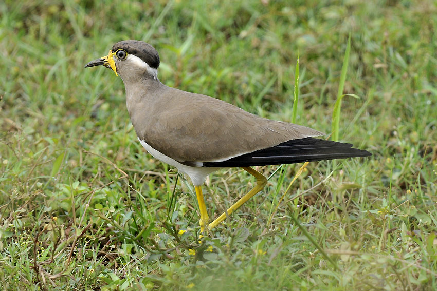 Ihyyyppa-DSC9331.jpg