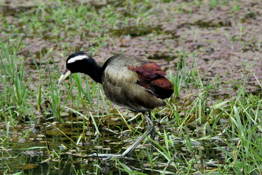 Jacana-8804.jpg