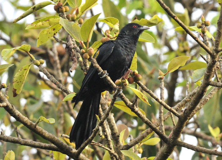 Koel-6197.jpg