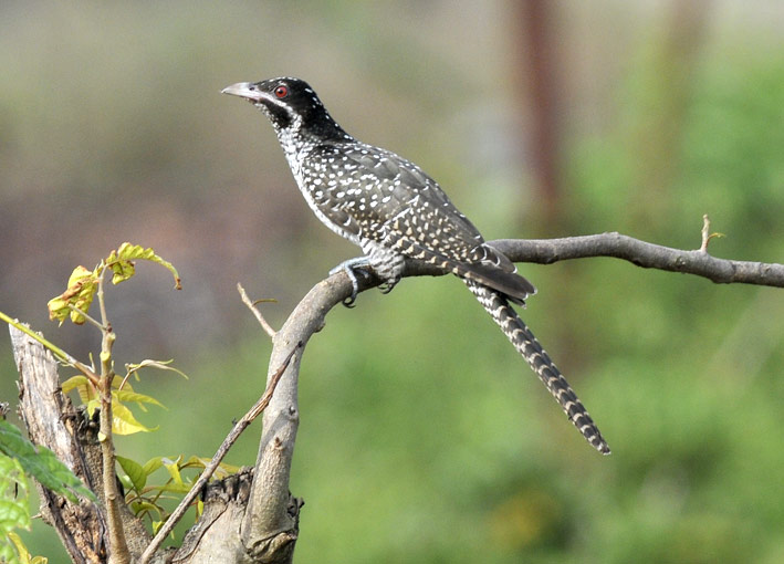 Koel-8905.jpg