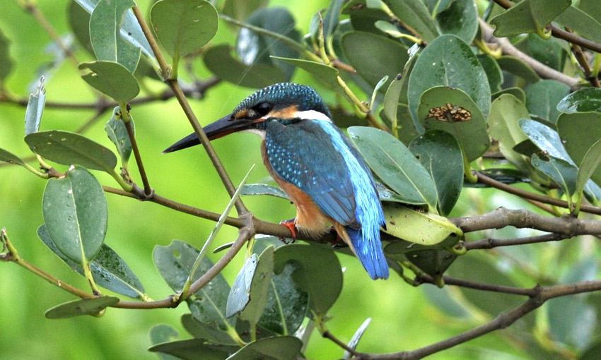 Kunkku-8630.jpg