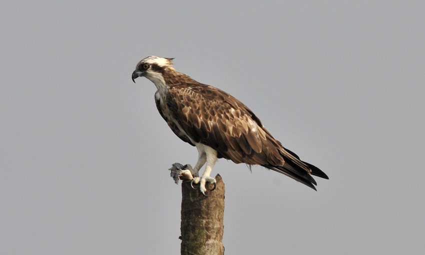 Osprey-7263.jpg