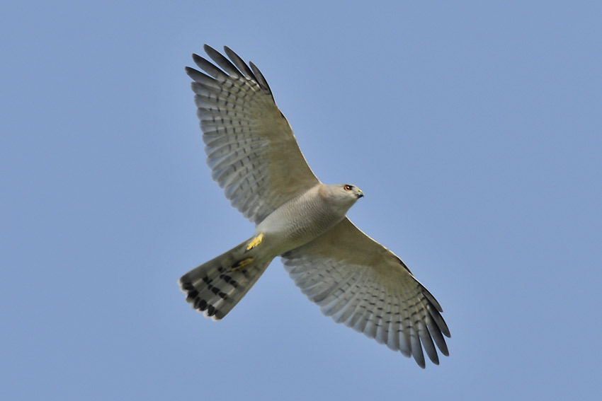 Shikra-8343.jpg