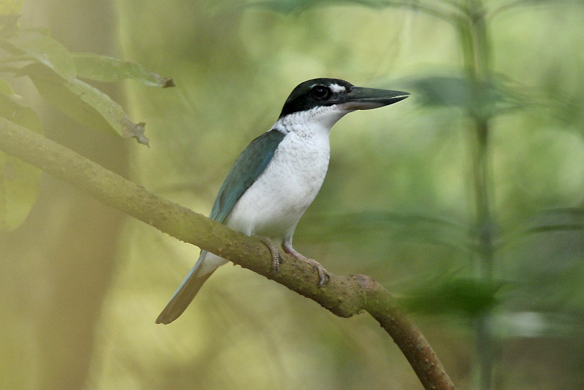 Turkoosi-7391.jpg