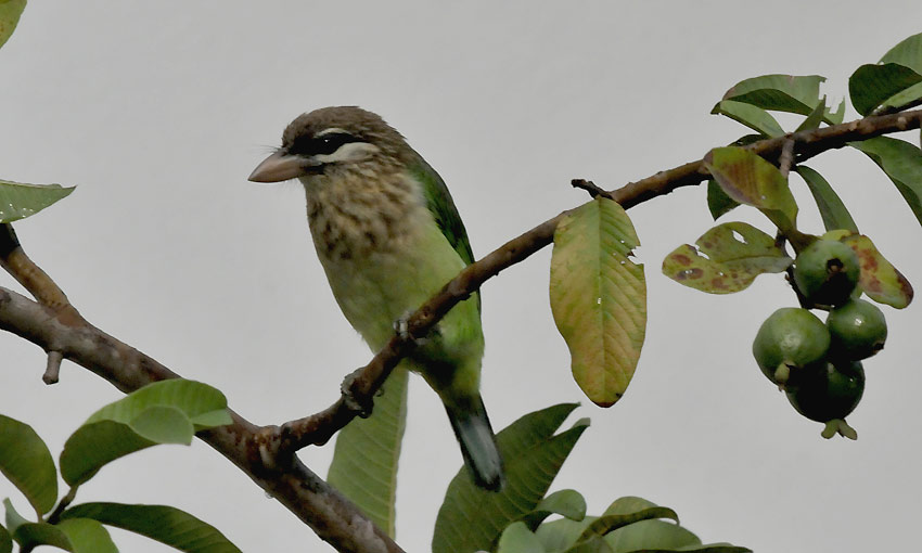 Barbet-6204.jpg