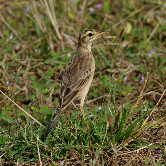 Isokirvi-8584.jpg