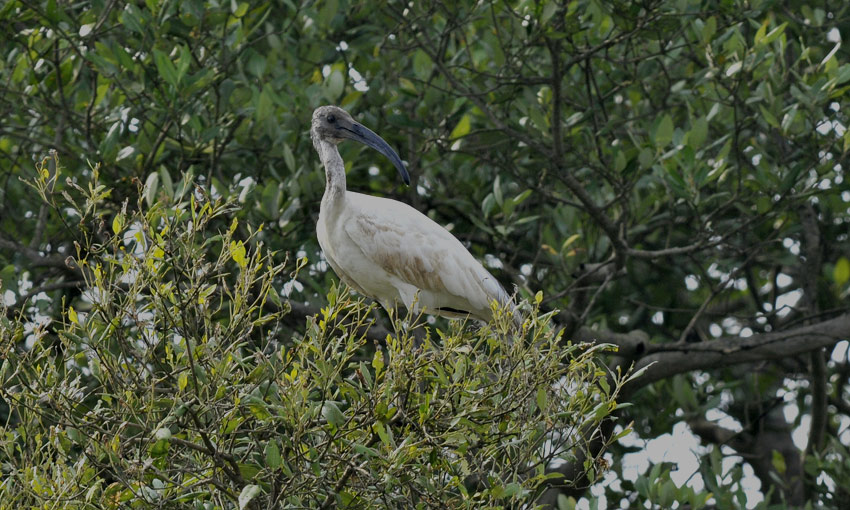 Piibis-7471.jpg
