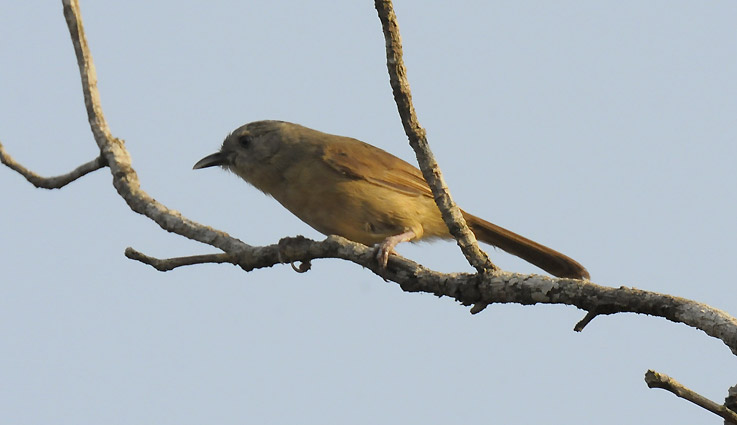 Fulvetta-0528.jpg