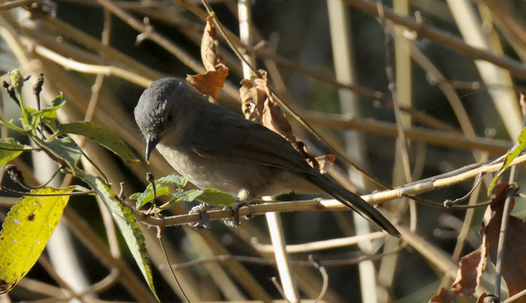 Fulvetta-1797.jpg