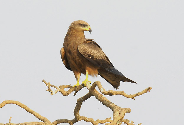 Haara-0356.jpg