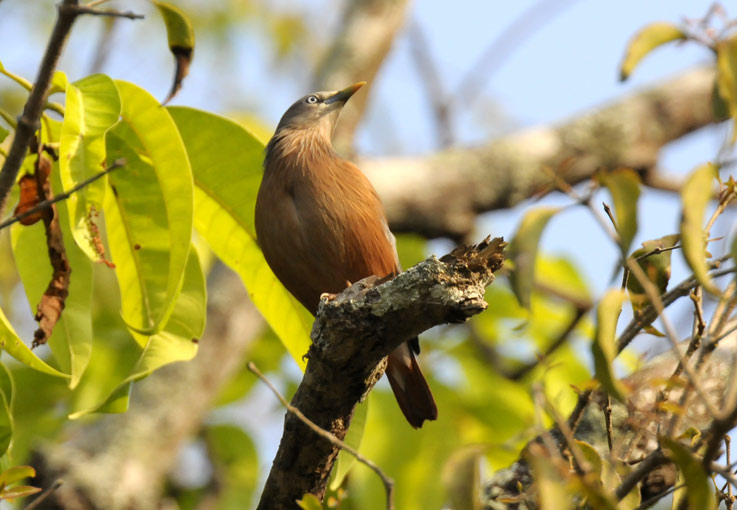 Harmaasiipi9500.jpg