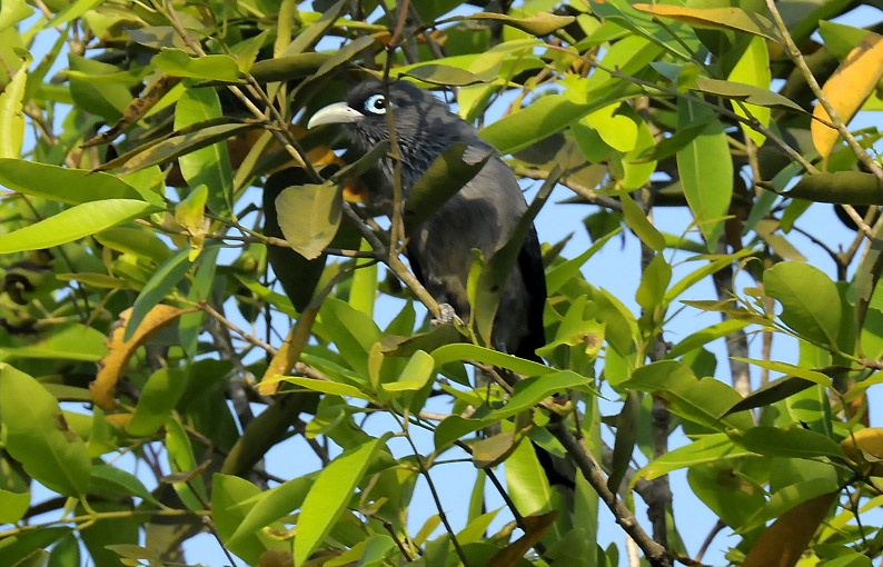 Malkoha-0560.jpg