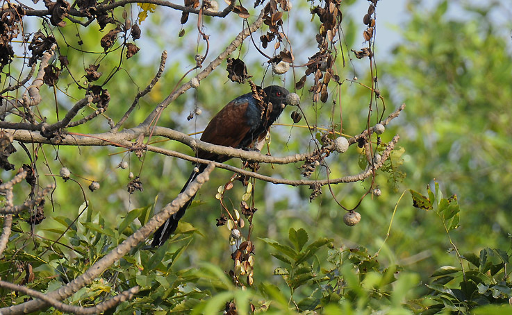 Kukaali-8818.jpg
