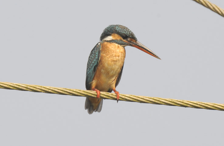 Kunkku-9027.jpg