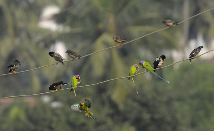 Lajit-9554.jpg