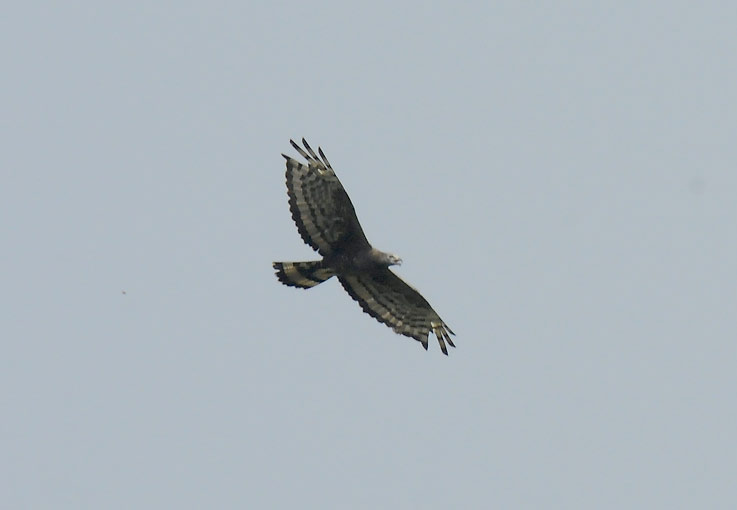 Mehis-9533.jpg