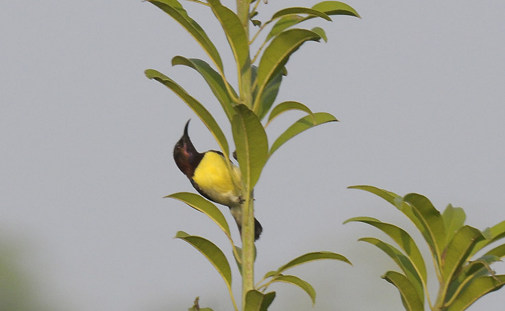 Pihamesi-0598.jpg
