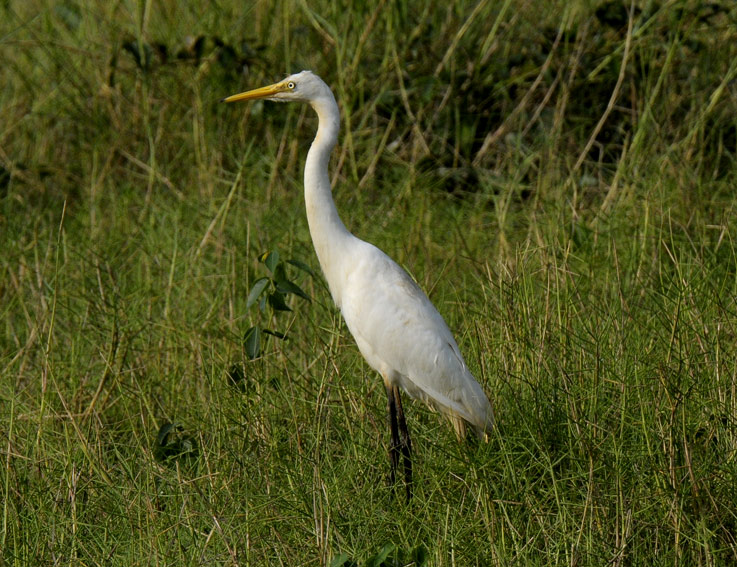 Pikkujallu-8827.jpg