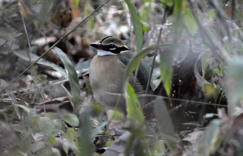 Pitta0474.jpg