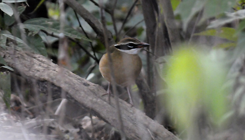 Pitta-0447.jpg