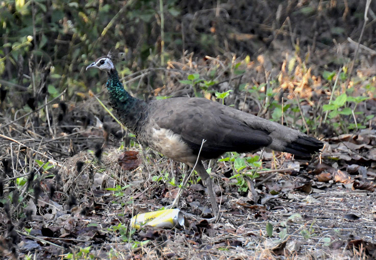 Riikink-9653.jpg