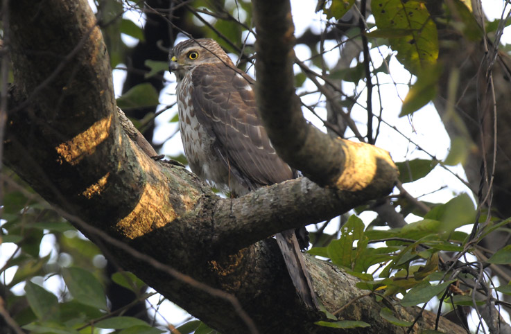 SHikra-0197.jpg