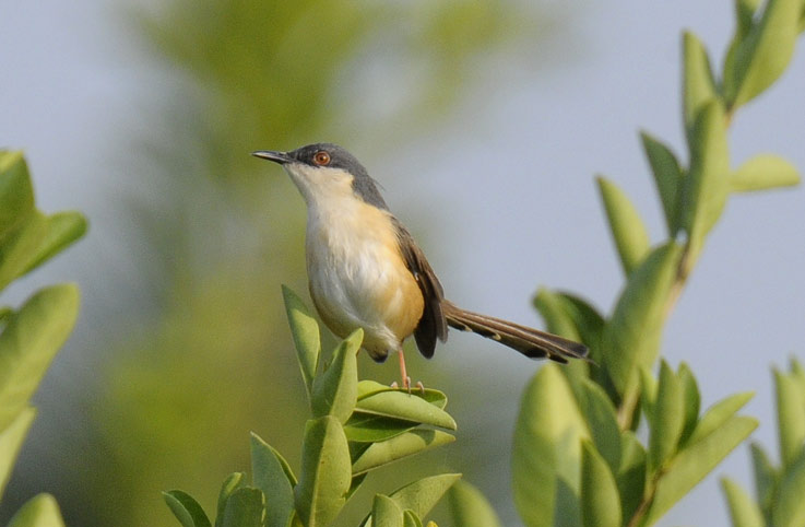 Sinipriinia-9067.jpg
