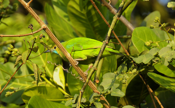 Sinisiipi-0546.jpg