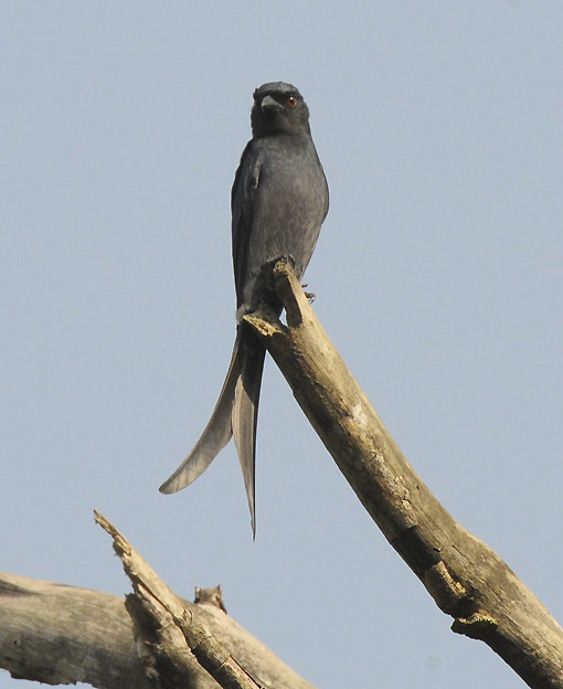 Tuhka-9252.jpg