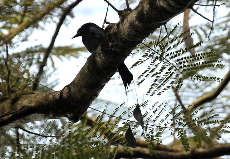 Viiridrongo-1375.jpg